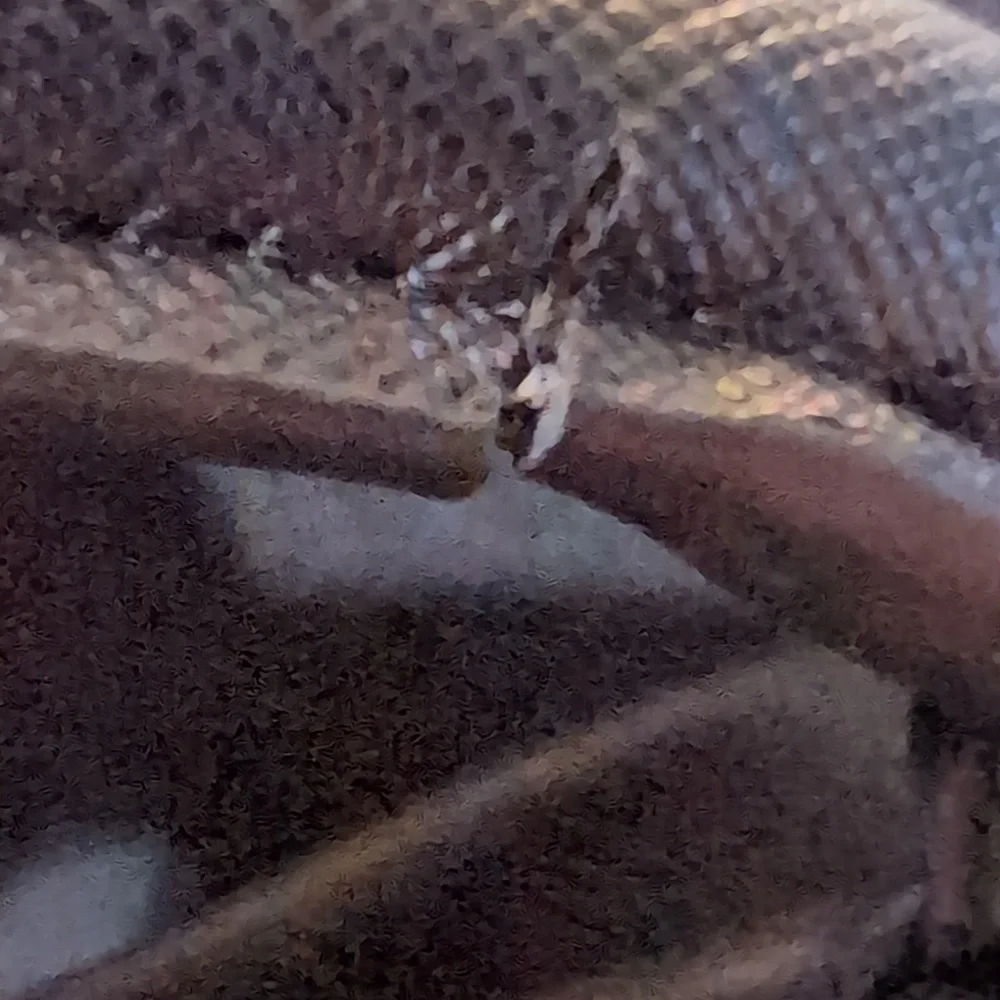 Ted Baker Backpack - Picture 5 of 5